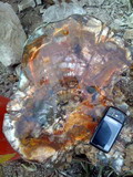 Top Grade Red Pattern Petrified Wood