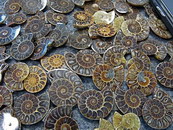 AAA Grade Jewelery Size Ammonites