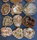 AAA Grade Small Petrified Wood Slabs