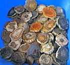 AAA Grade Very Small Petrified Wood Slabs