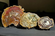 AAA Grade Medium Size Petrified Wood Slabs