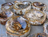 AAA Grade Petrified Wood Ashtrays Medium & Large Sizes