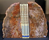 AAA Grade Petrified Wood Book Ends Large Size