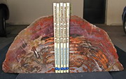 AAA Grade Petrified Wood Book Ends Medium Size