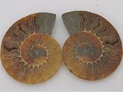 Sliced Pair Ammonite, Medium