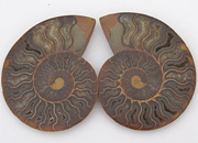 Sliced Pair Ammonite, Large