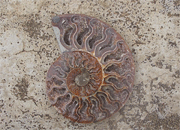 Sliced Pair Ammonite, Extra Large