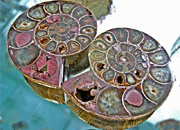 Sliced Pair Ammonite, Small