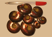 Ammonite Opalized, Extra Small