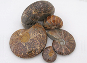 Ammonite Outside Polished, Large