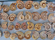 AAA Grade Jewelery Size Ammonite Sliced Pairs