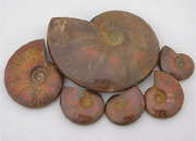 Ammonite Opalized, Extra Large